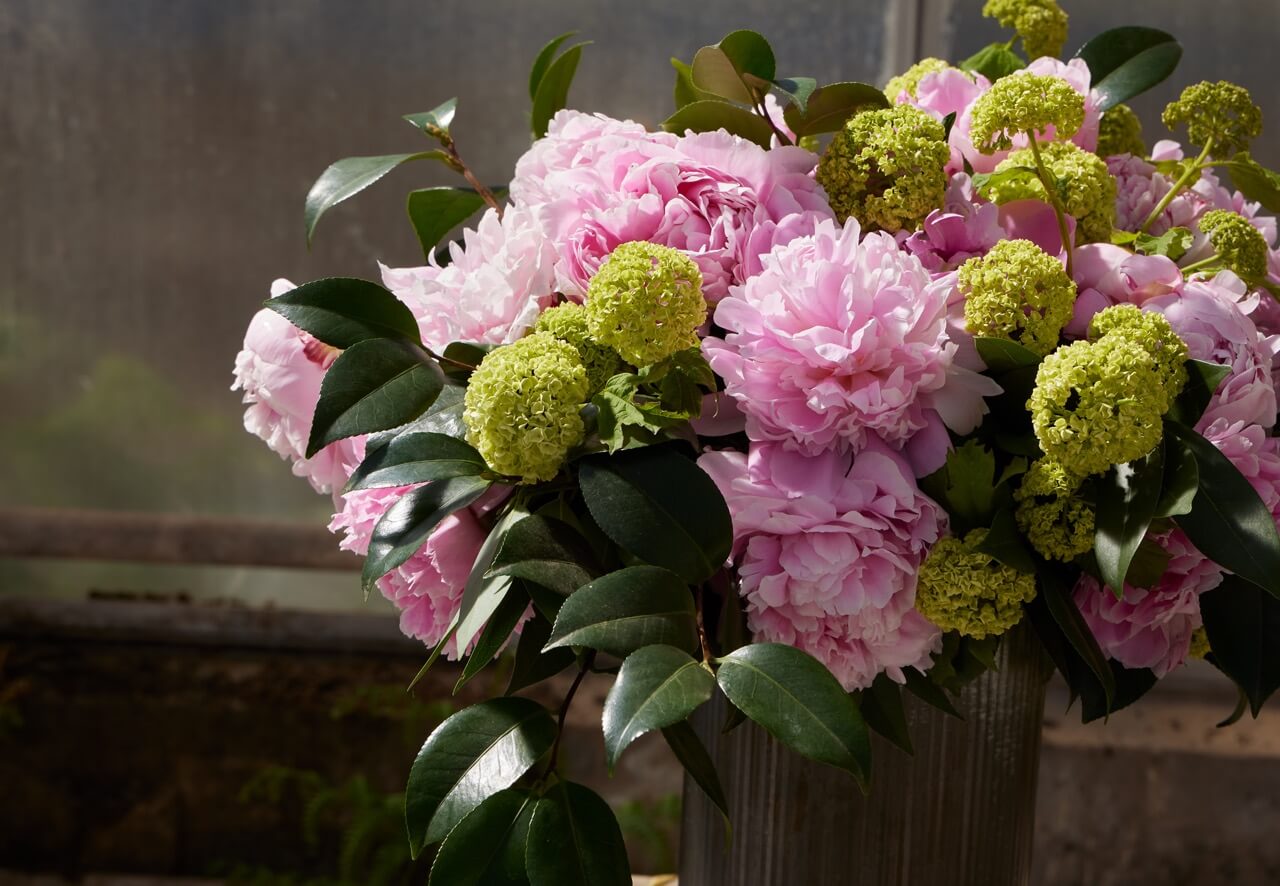 The Camellia plant from Continental Floral Greens